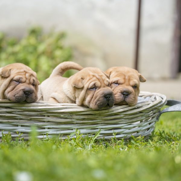 shar pei puppies in a basket