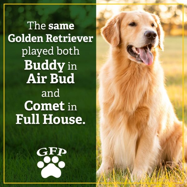 the-same-golden-retriever-played-both-buddy-and-comet