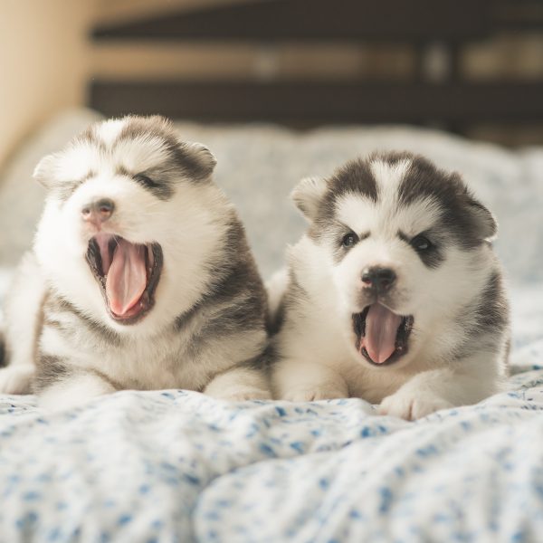 two siberian husky puppies yawning