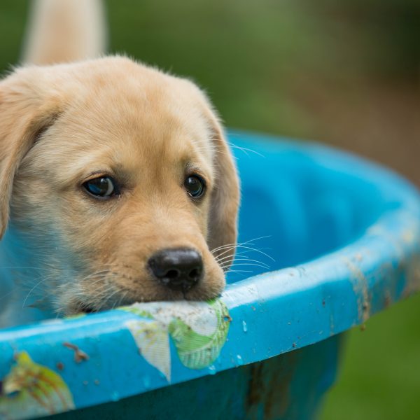 yellow lab puppy in plastic pool