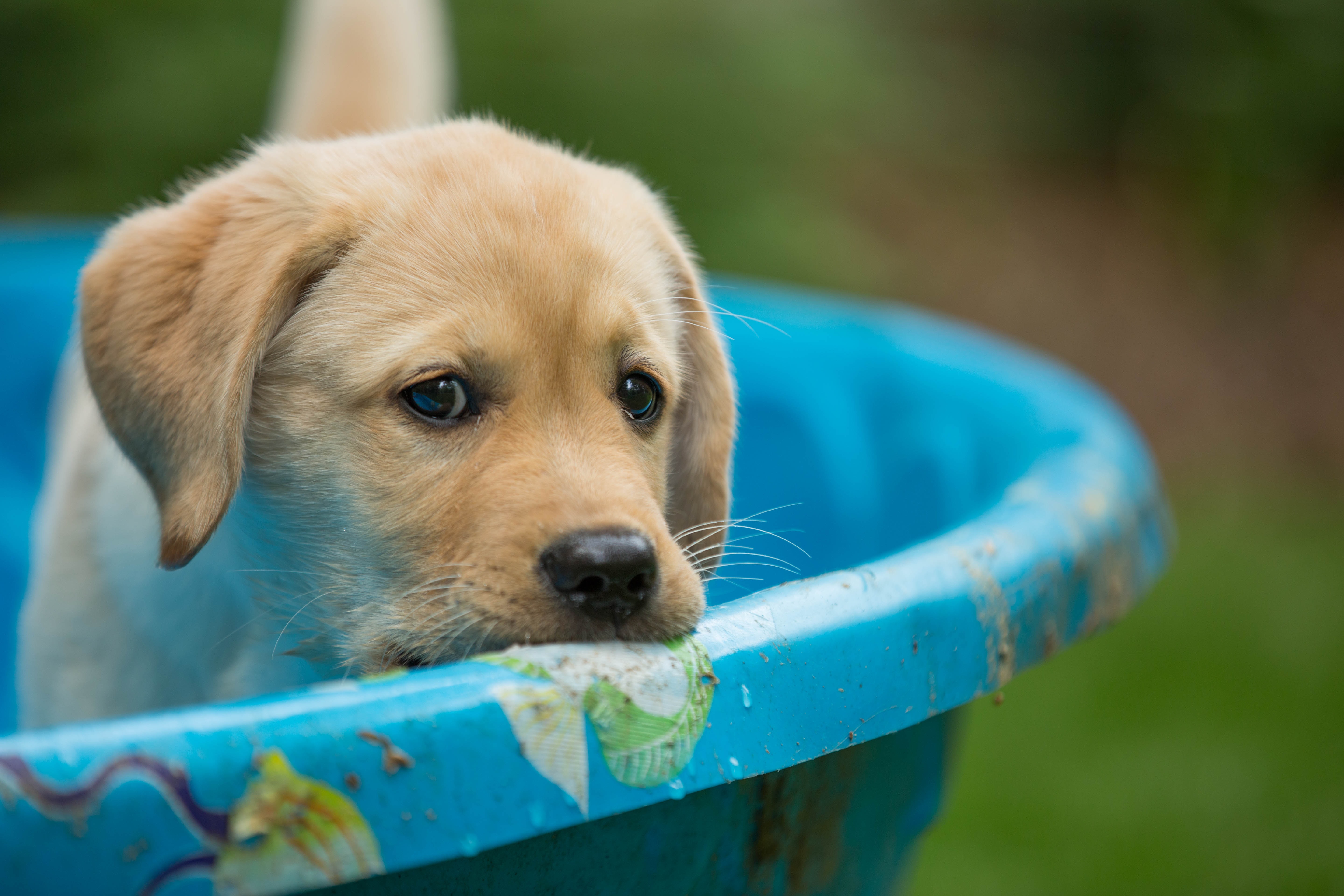 Chill Out: How to Keep Your Pup Cool in the Summer Heat – Tails