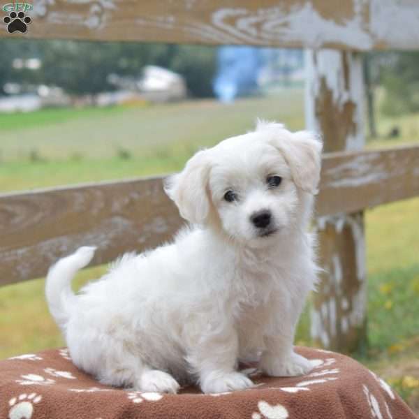 Coton Tulear Mix Puppy For Sale in