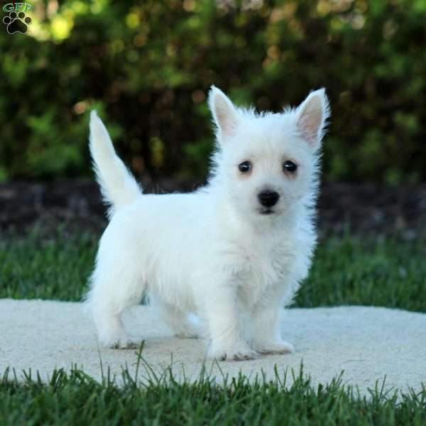 West Highland Terrier Puppy