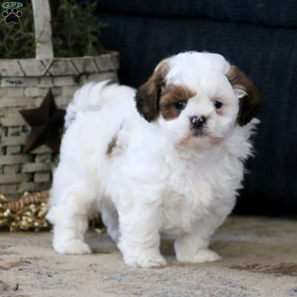 Shih Tzu Puppy