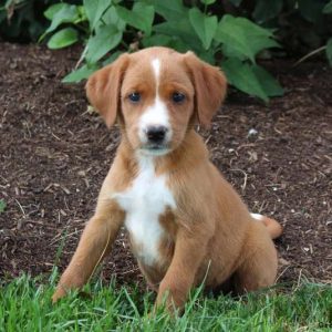 Irish Setter Mix Puppies for Sale | Greenfield Puppies