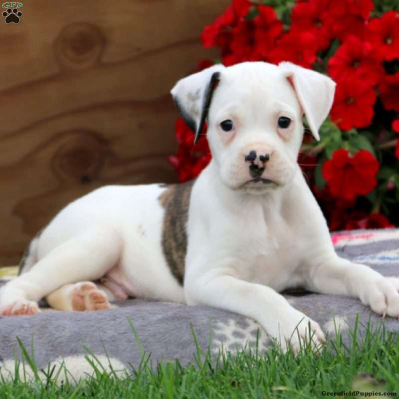 Valley Bulldog Puppies For Sale Greenfield Puppies