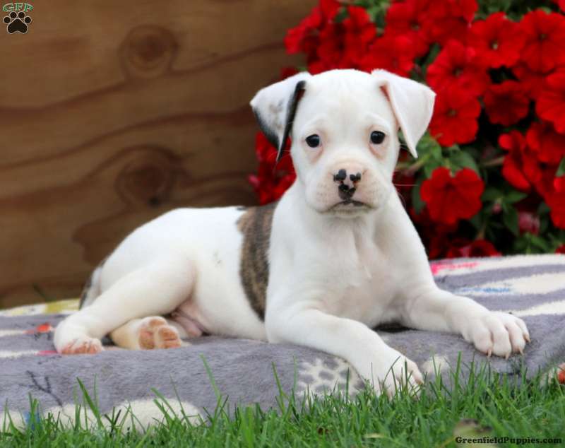 pålægge forvrængning Fremskreden Valley Bulldog Puppies For Sale - Greenfield Puppies