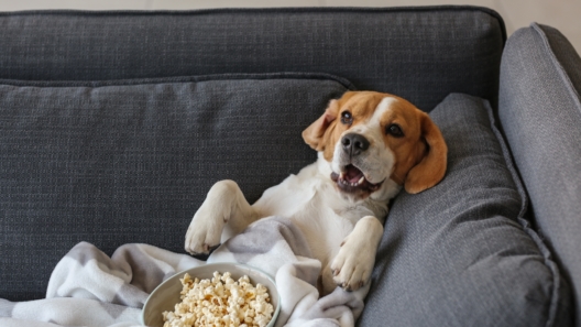 36 Awesome Dog Movies