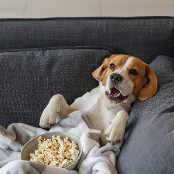 beagle laying on a couch with a blanket and popcorn
