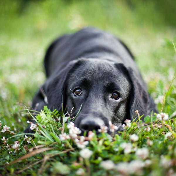 black lab puppy lying in grass
