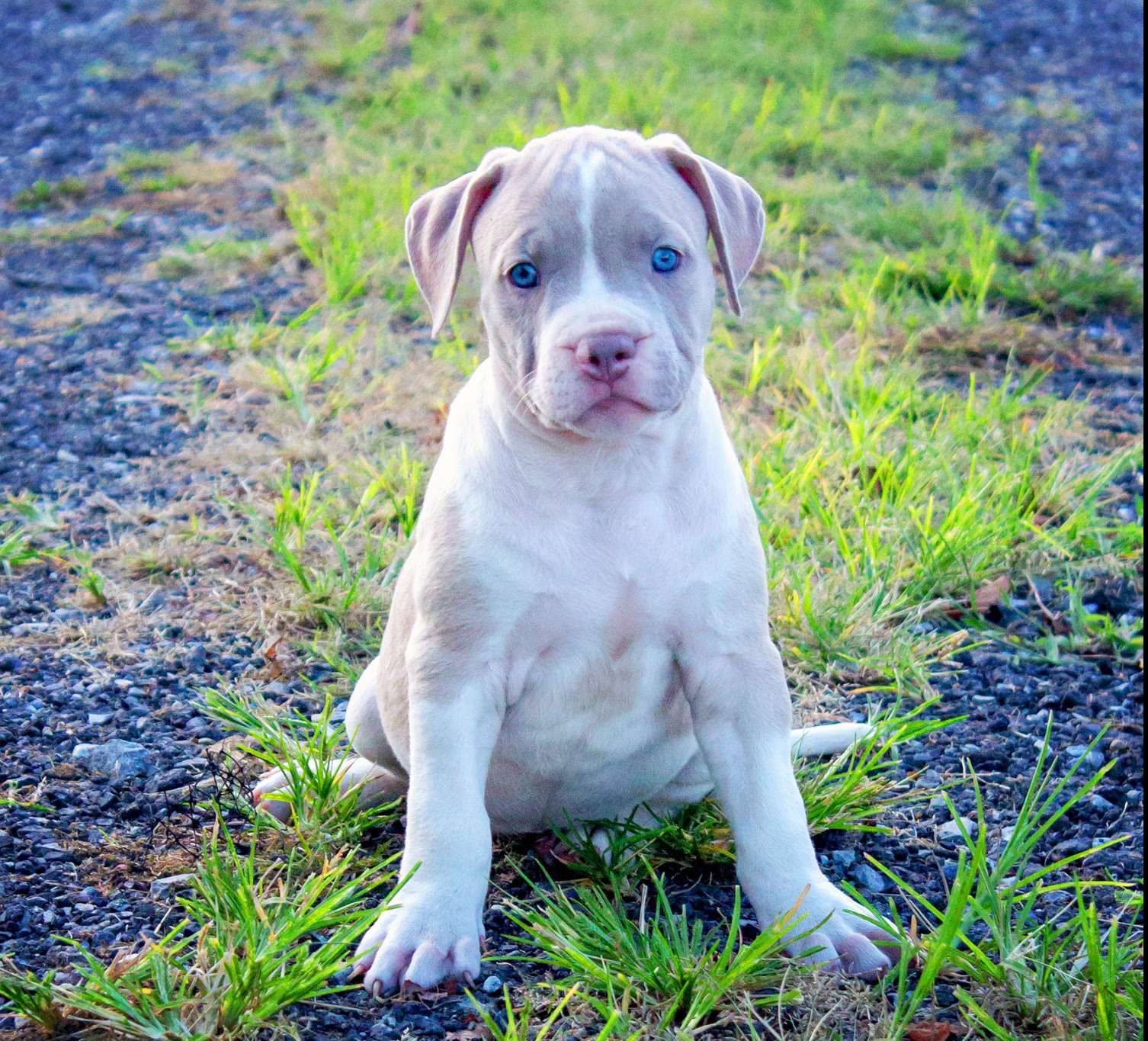 Pitbull mix store with bully puppies