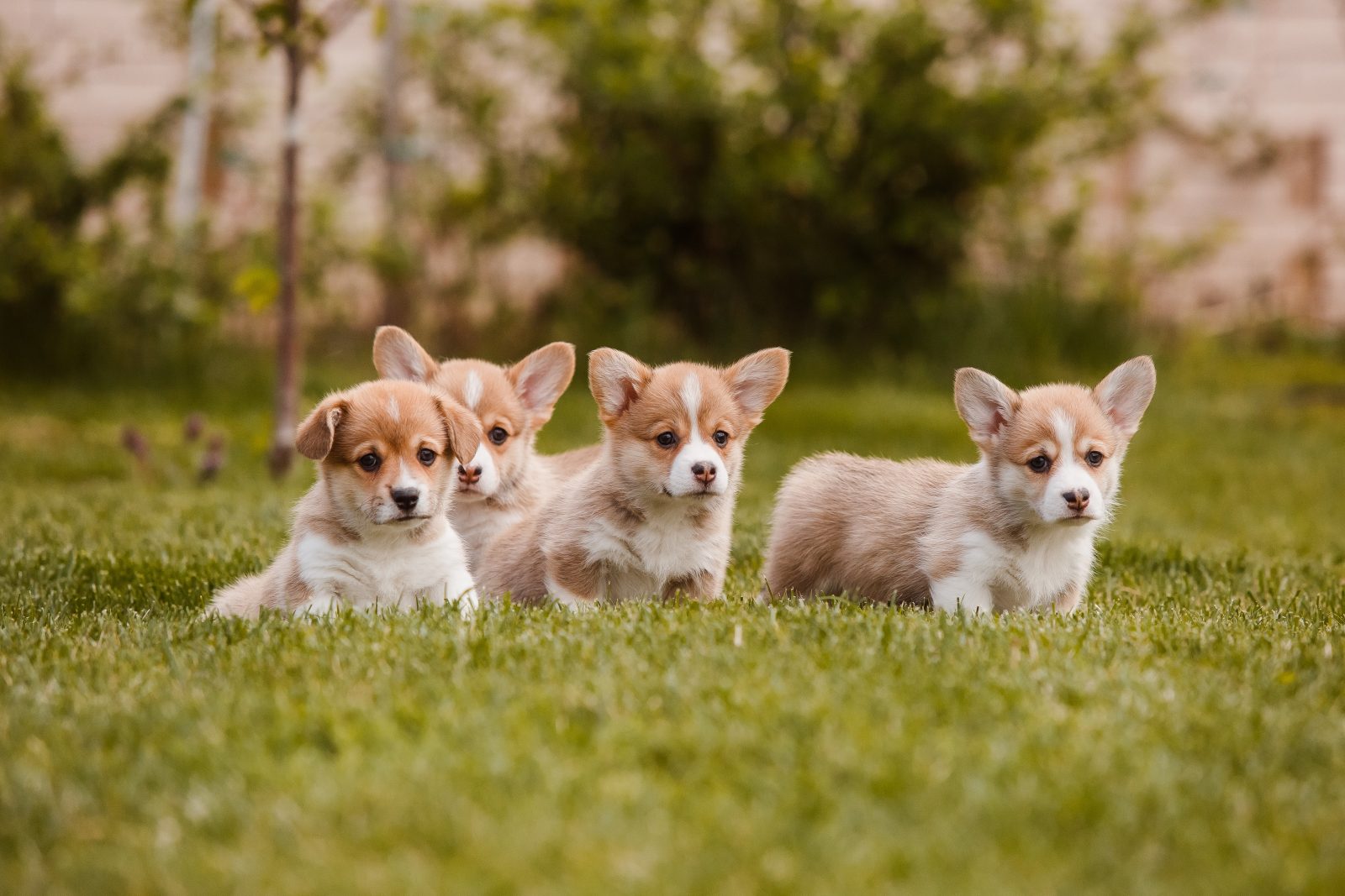 20 of the Most Popular Dog Breeds | Greenfield Puppies