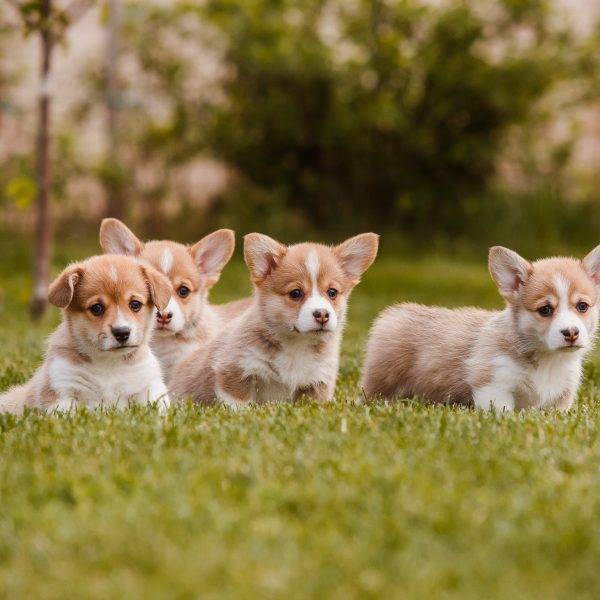 corgi puppies in a yard