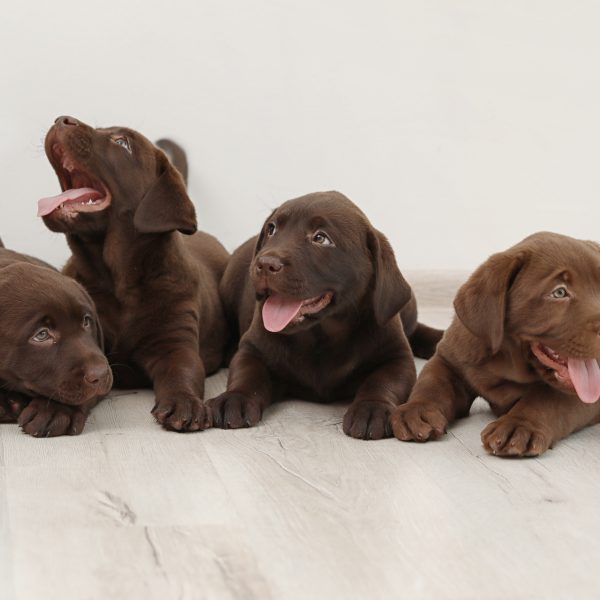 four chocolate labrador retriever puppies