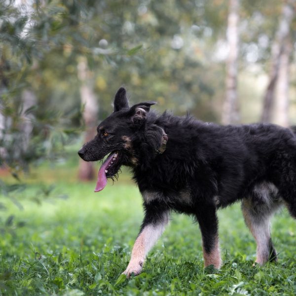 german shepherd mix walking in grass