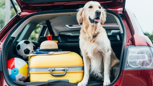 6 Tips for Traveling With Dogs