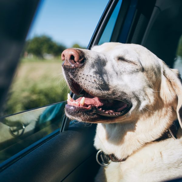 happy labrador retriever in a car