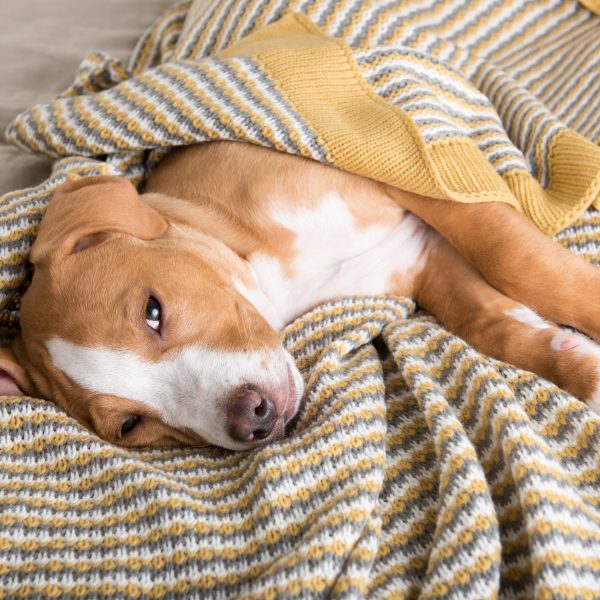 lab mix puppy sleeping on yellow-striped blanket