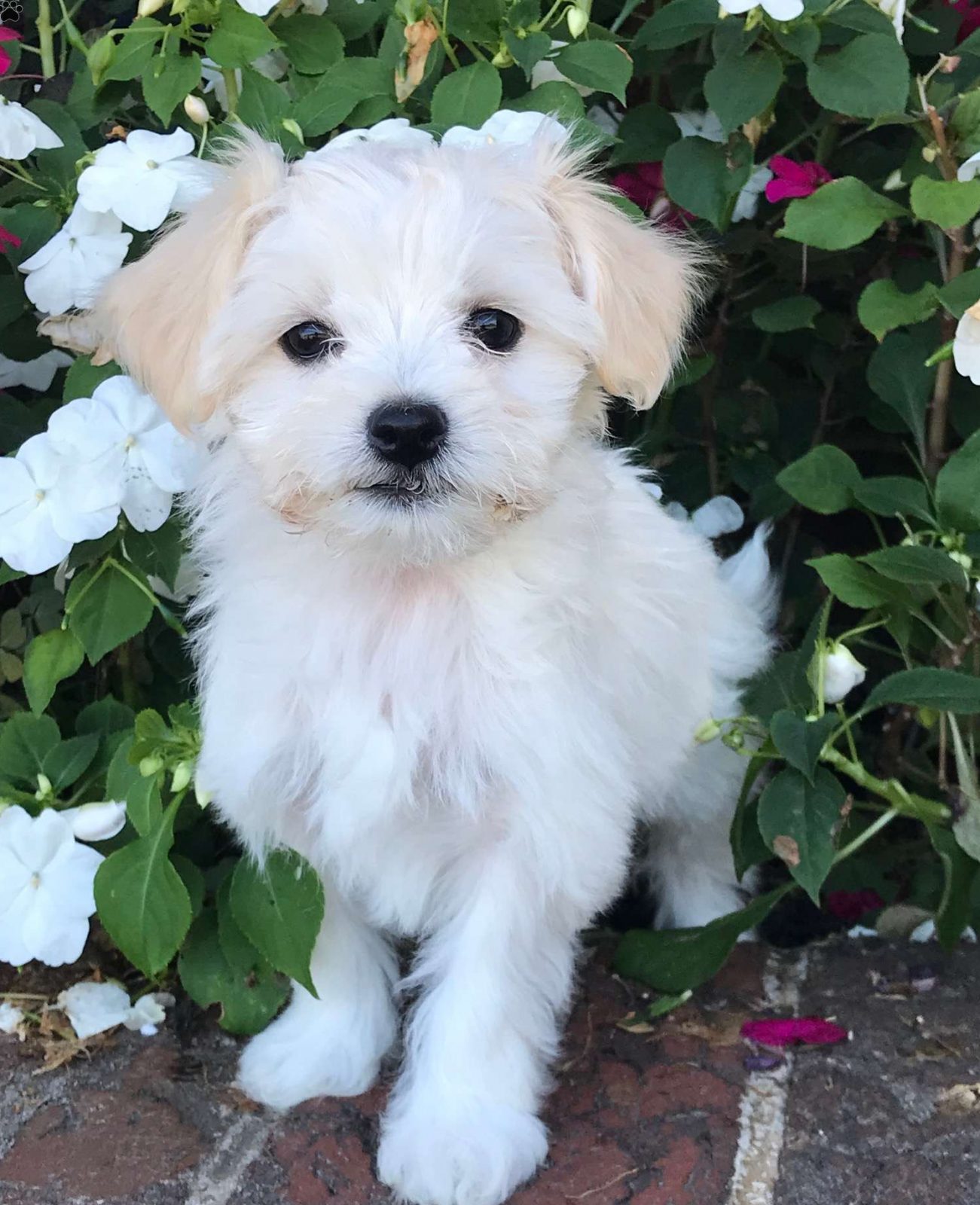 Solskoldning serie Nat sted Pixie - Coton de Tulear Mix Puppy For Sale in Pennsylvania