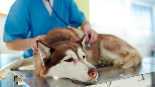 What to Know About Lyme Disease in Dogs