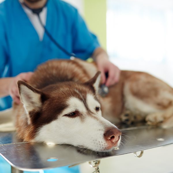husky doente no veterinário