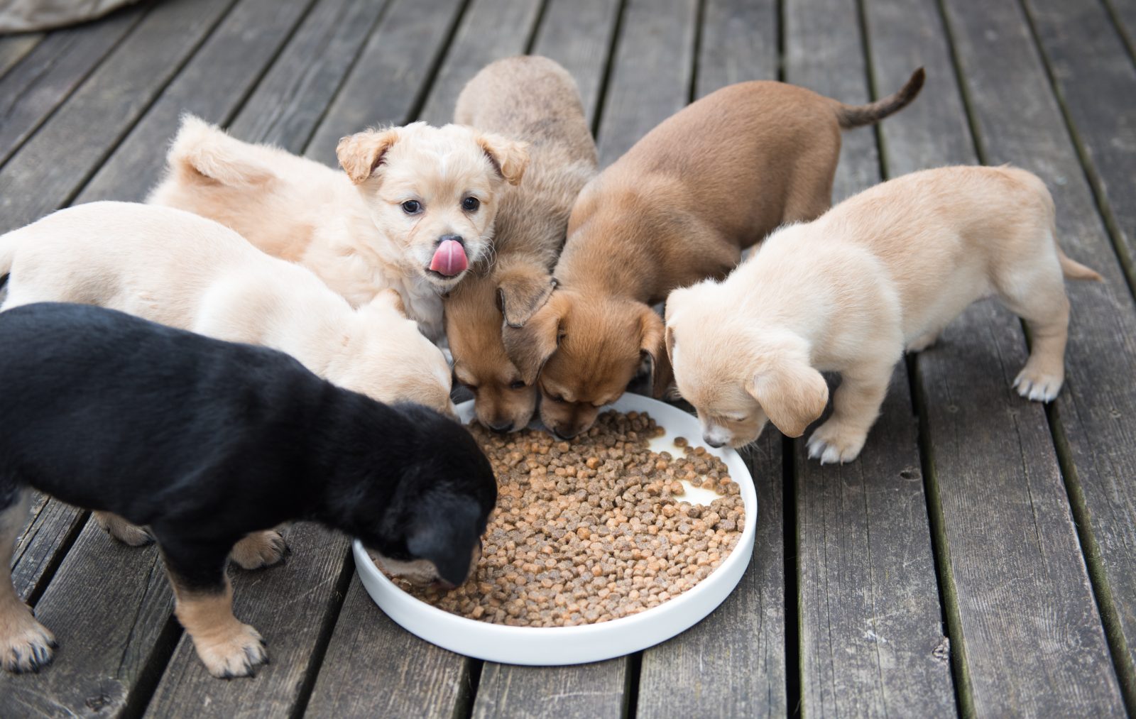 Are Mixed Breed Dogs Healthier Than Purebred Dogs? GFP