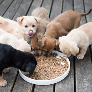 mixed breed dogs are healthier