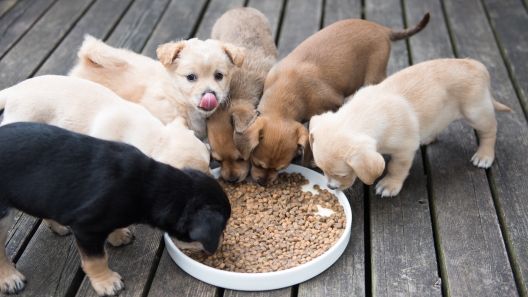 Are Mixed Breed Dogs Healthier Than Purebred Dogs?