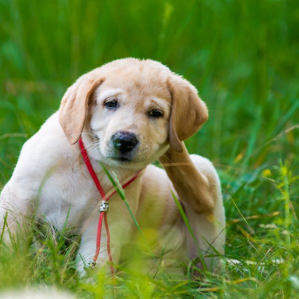 yellow lab puppy scratching ear