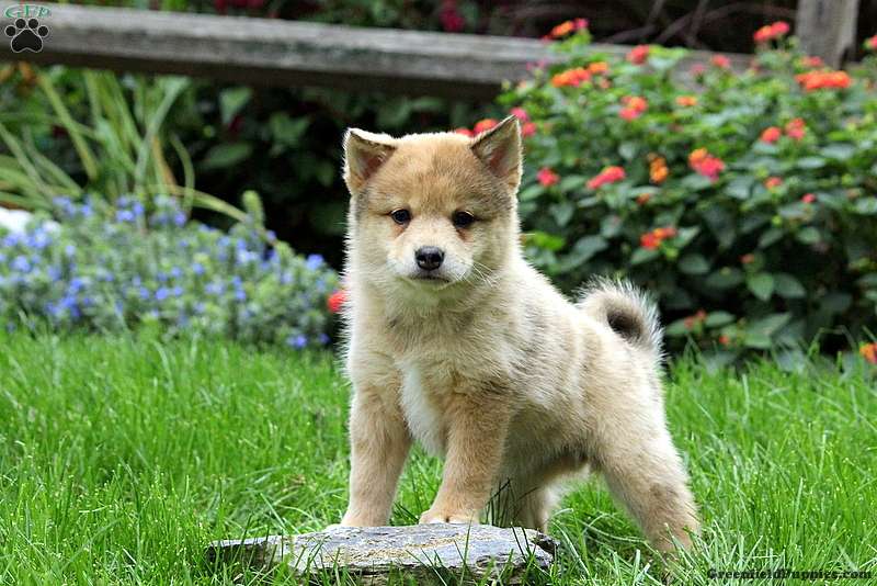 hjemmelevering Slud fred Pom-Shi Puppies for Sale | Greenfield Puppies