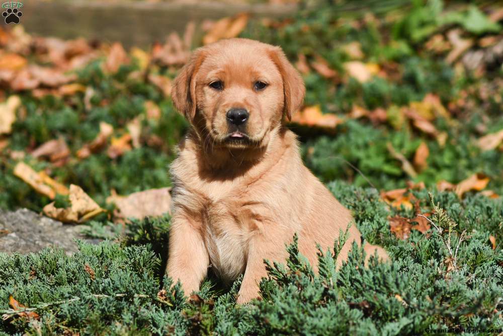 Golden Labrador Puppies Sale | Greenfield Puppies