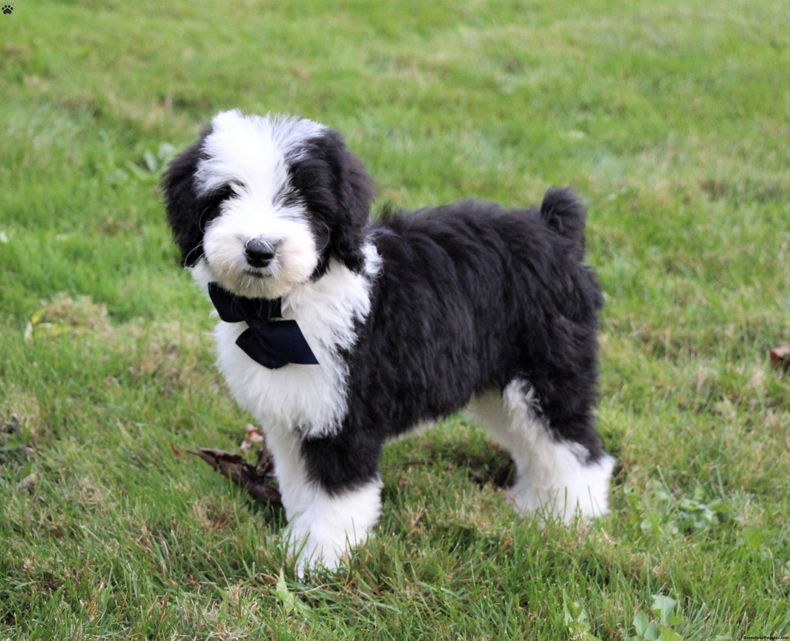 sheepdog poodle mini