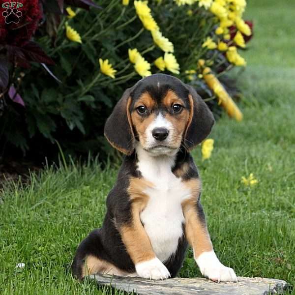 Beagle Puppy