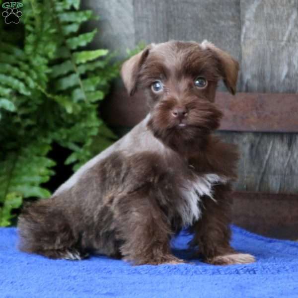 Schnauzer – Miniature Puppy