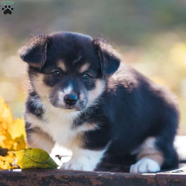 Pembroke Welsh Corgi Puppy