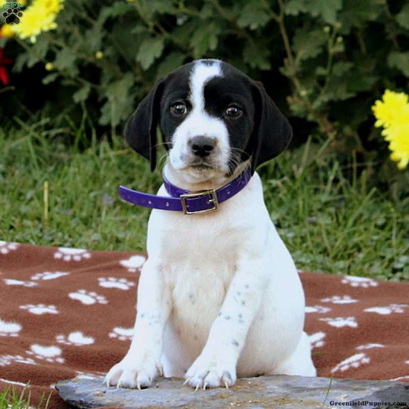 Beagle Mix Puppies For Sale Greenfield Puppies