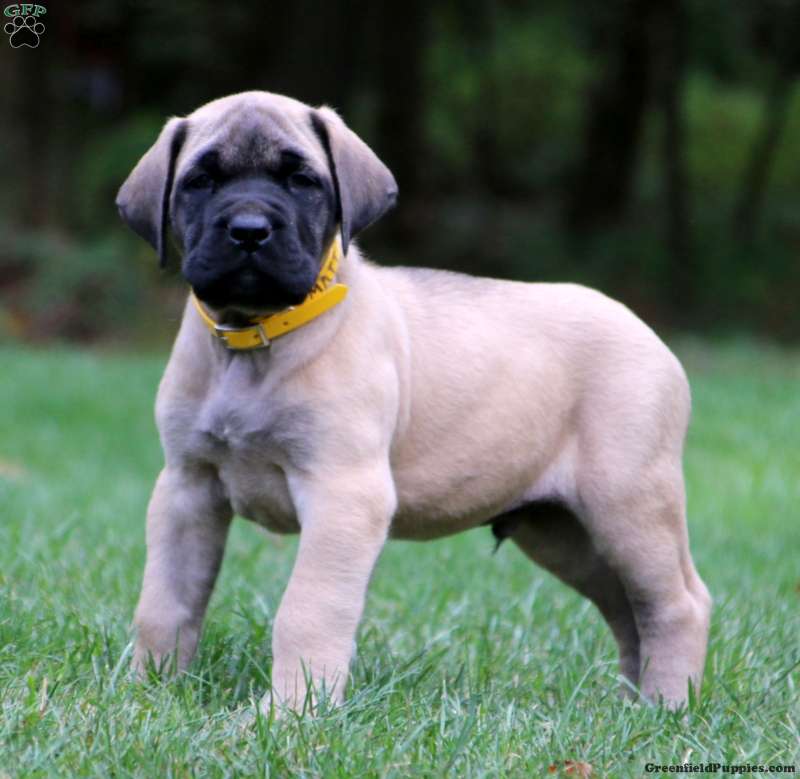 English Mastiff Puppies For Greenfield Puppies