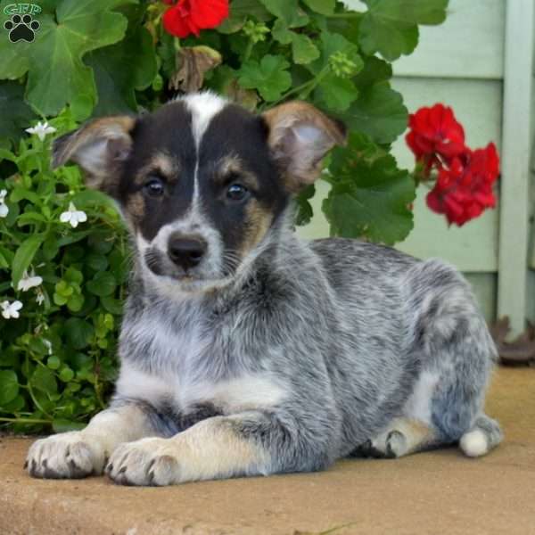 Blue Heeler Mix Puppy