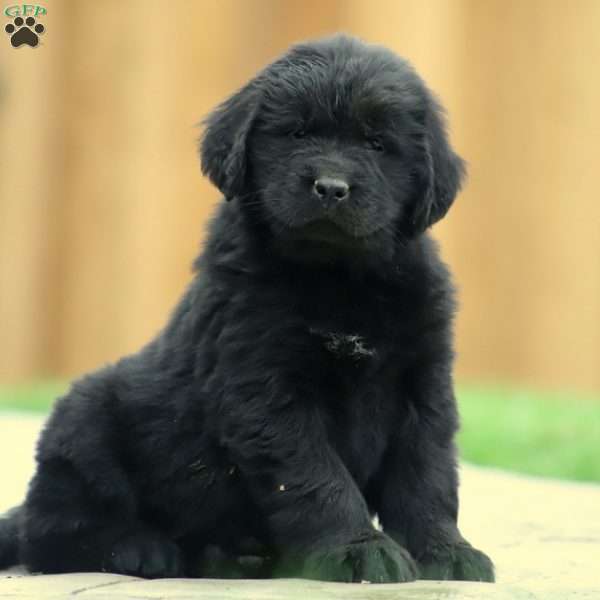 Newfoundland Puppy