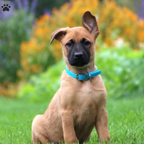 Belgian Malinois Mix Puppy