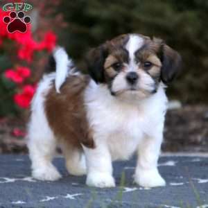 teddy bear shih poo puppies for sale