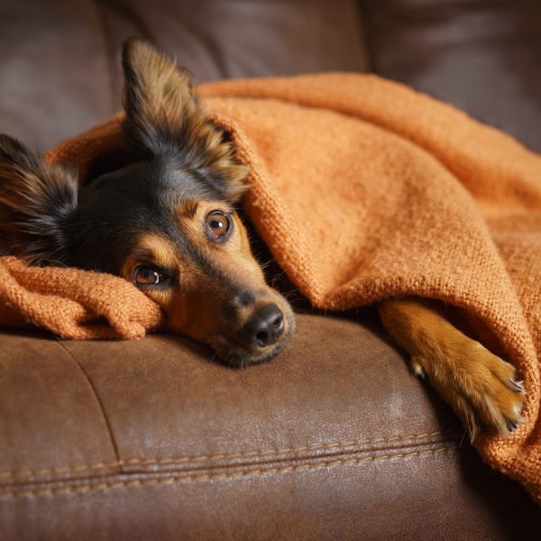 black and brown shepherd mix dog lying under a blanket