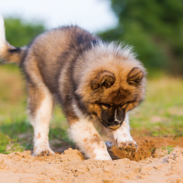 elo puppy digging a hole