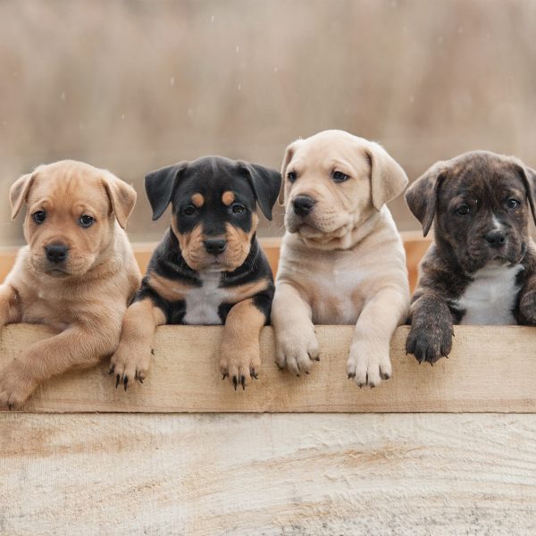 four puppies standing in a box