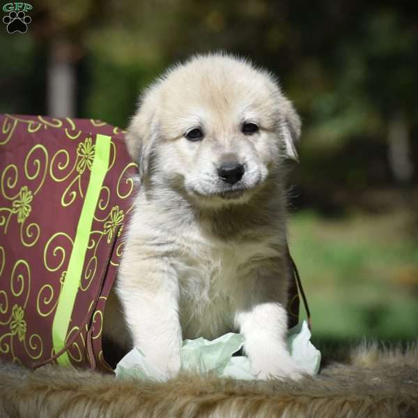 Great Pyrenees Puppy