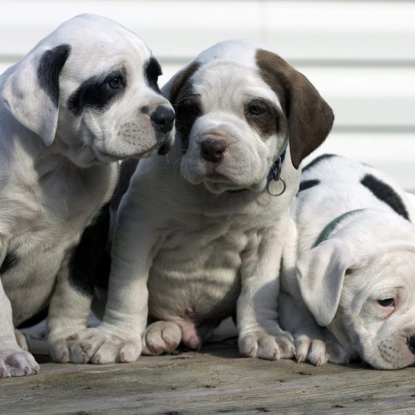 three black and white american bulldog puppies