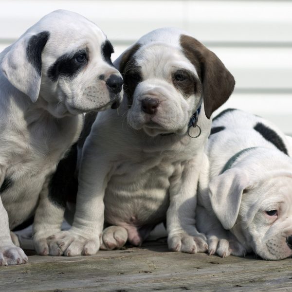 are bulldog and hound mix good pets