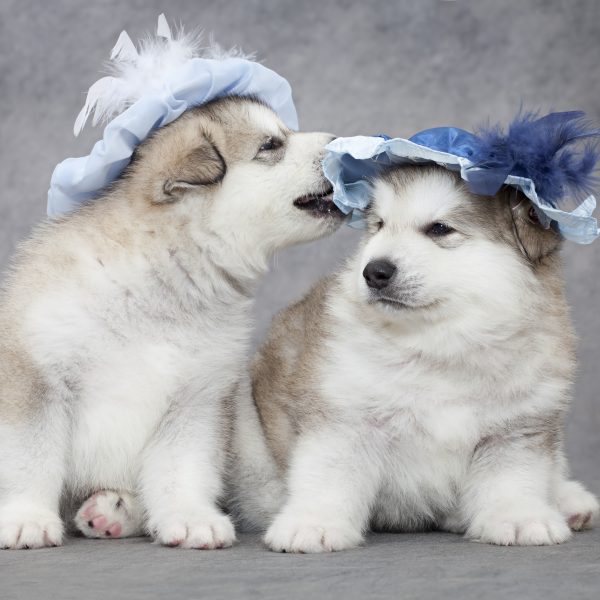 two alaskan malamute puppies in hats playing