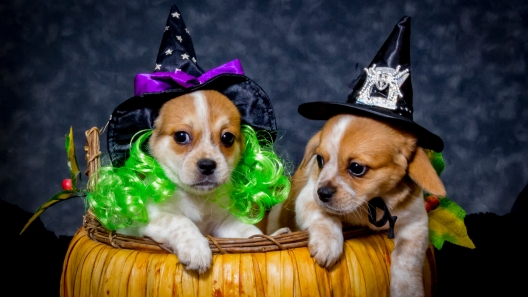 8 Halloween Safety Tips for Dogs