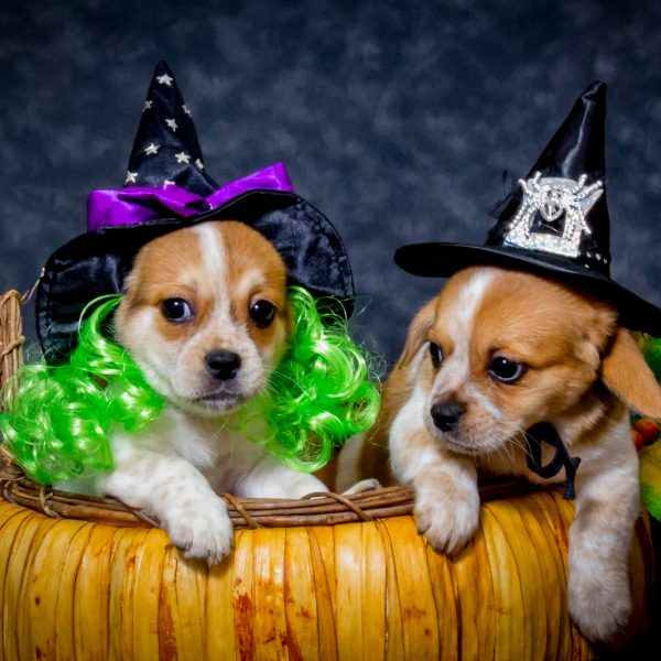 two beaglier puppies in a pumpkin wearing witch costumes